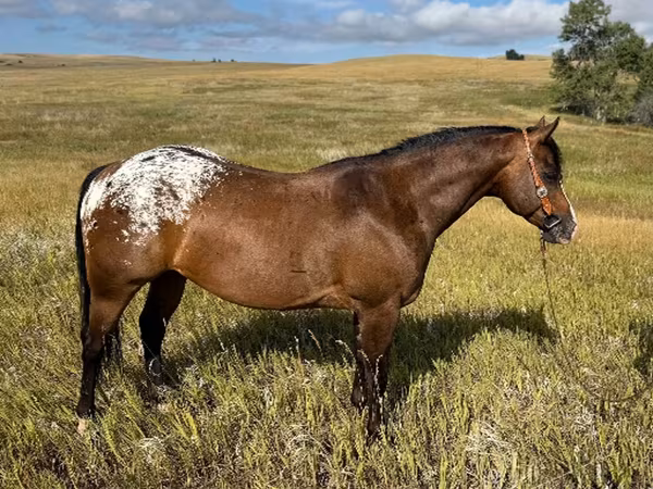 Cheval, Horses of Sable Island