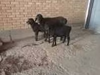 Kambing betina, Alpine goat — foto 7
