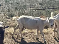 Kambing betina, LaMancha goats — foto 6