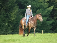 घोड़ा, Quarter Horse — फ़ोटो 4