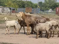 Ram, Hissar sheep — photo 1
