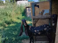 Kambing betina, Kamori goats — foto 2