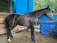 حصان, French Trotter — الصورة 1