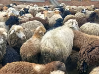 Domba betina, Katum sheep — foto 3