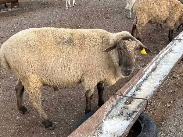Bélier, Hampshire sheep
