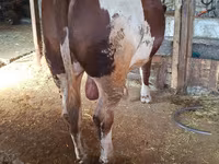 Banteng, Simmental cattle — foto 2