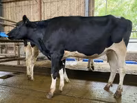 Kuh, Holstein-Rasse — Foto 3