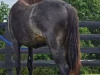 Stute, Rocky Mountain Horse — Foto 5