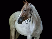Jument, Quarter Horse — photo 3