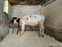 Bulle, Russian Black pied cattle — Foto 2