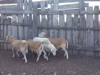Domba jantan, Katum sheep — foto 2