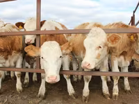 Taureau, Simmental cattle — photo 2