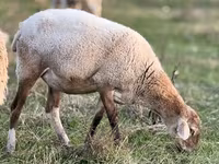 भेड़, Kuibyshev sheep — फ़ोटो 7