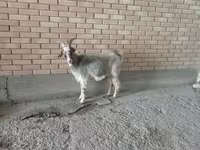 Kambing betina, Alpine goat — foto 2