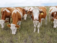 Taureau, Simmental cattle — photo 1