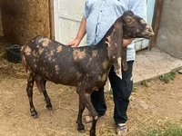 Kambing betina, Kamori goats — foto 1