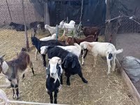 Kambing jantan, Pomellata goat — foto 3