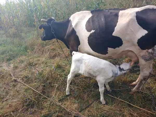 सांड, गोलस्टीन नस्ल