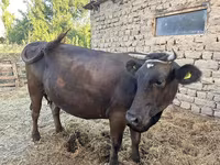 雌牛, Swiss cattle — 写真 4