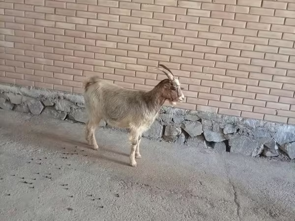 Kambing betina, Alpine goat