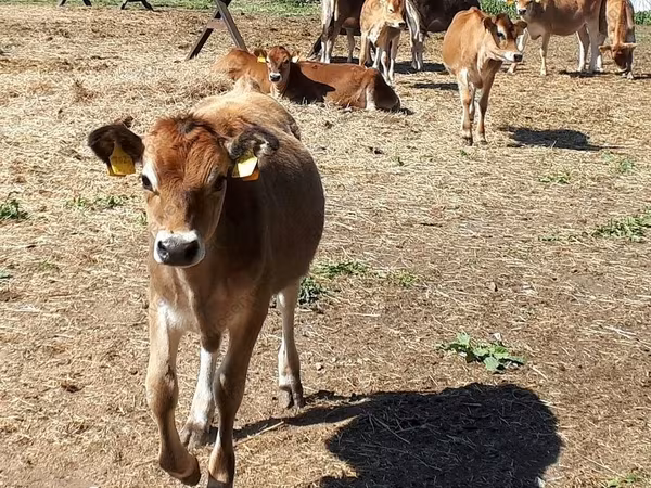 Banteng, Jersey breed