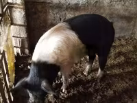 Babi jantan, Белорусская чёрно-пёстрая — foto 5