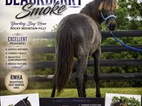 Stute, Rocky Mountain Horse — Foto 1