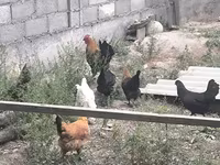 Chickens — الصورة 8