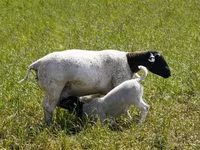 भेड़, Kuibyshev sheep — फ़ोटो 5