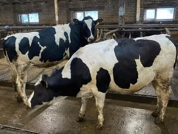 Sapi, Holstein breed