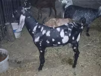 Kambing jantan, Beetal goats — foto 3