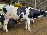 Kuh, Holstein-Rasse — Foto 4