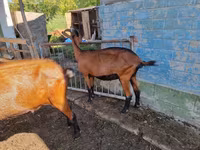 雌ヤギ, Alpine goat — 写真 3