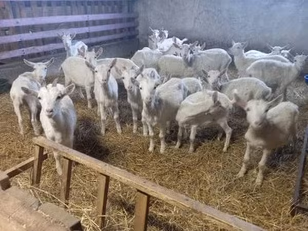 Saanen goat