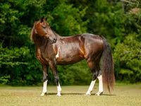 Jument, American paint horse — photo 3