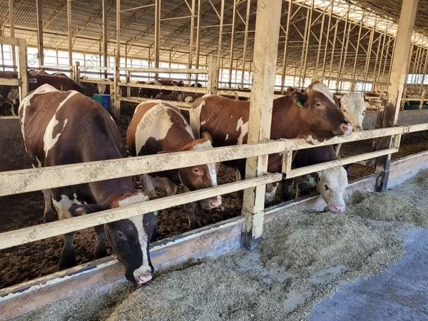 بقرة, Simmental cattle