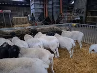 雄羊, Dorper sheep — 写真 3