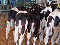 Taureau, Race Holstein — photo 1