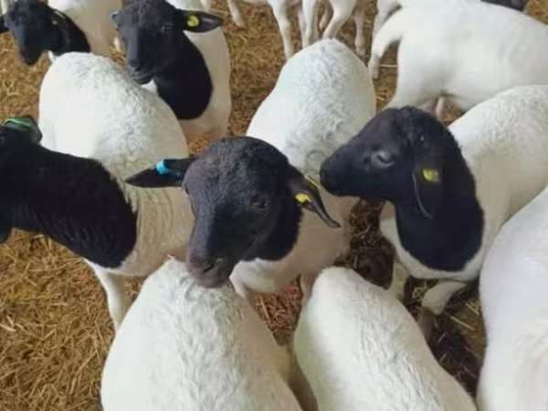 Sheep, Dorper sheep
