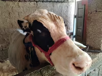 Bulle, Russian Black pied cattle — Foto 3