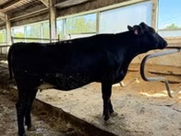 Razza Holstein