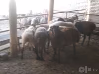 Ram, Arabi sheep — photo 4