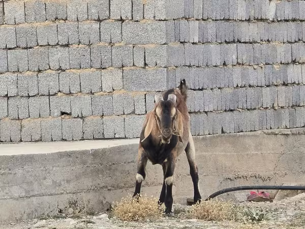 雄ヤギ, Nubian Goat