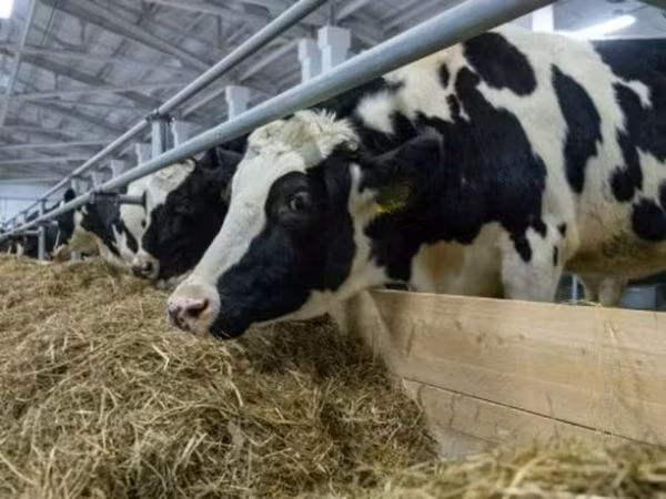 Vache, Russian Black pied cattle