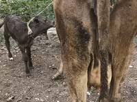 بقرة, Simmental cattle — الصورة 4