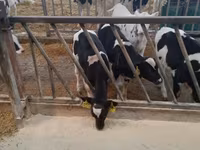 Toro, Raza Holstein — foto 4