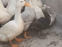 Domestic Muscovy — photo 4