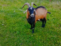 Kambing jantan, Czech Brown Shorthaired goats — foto 2
