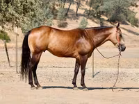 Cheval, Quarter Horse — photo 3
