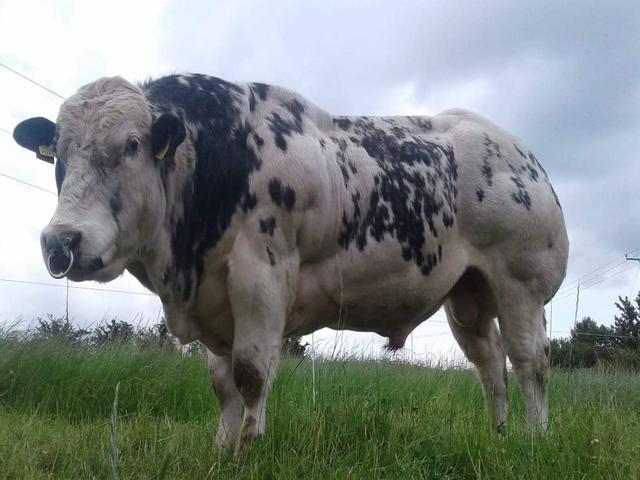 Belgická modrá
